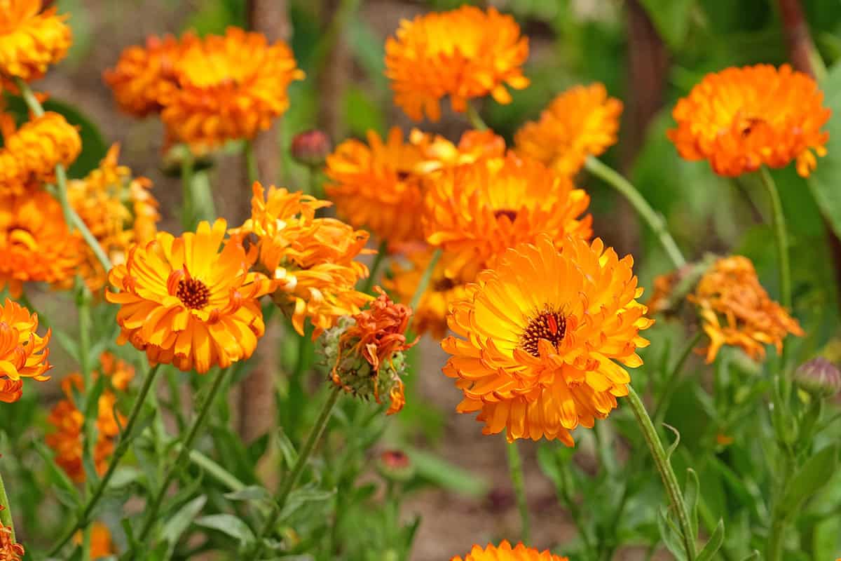 25 Gorgeous Flowers You Should Plant This August—Don’t Miss Out!
