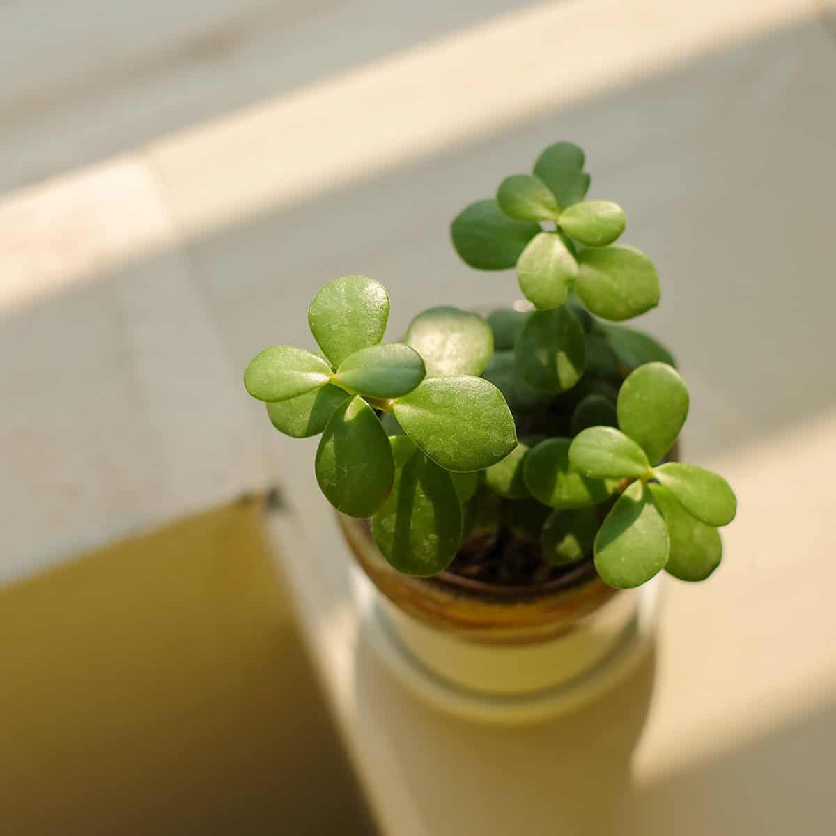 Jade Plant Care: Everything You Need to Know