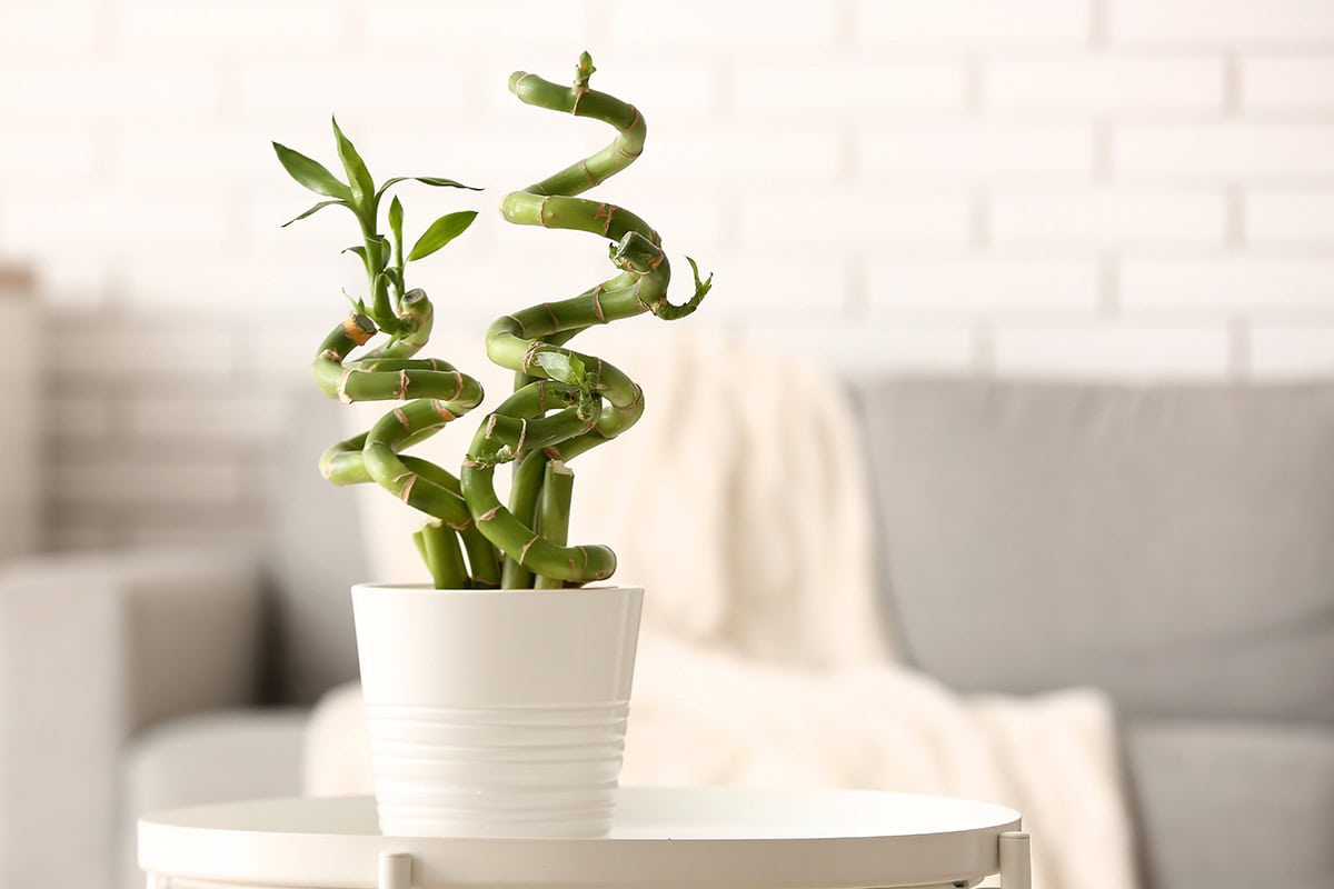 22 Best Plants for Good Luck to Bring Prosperity Home