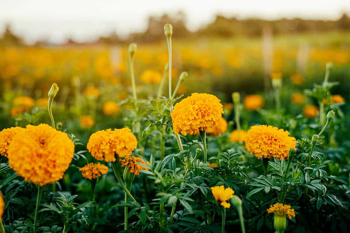 20 Safe Flowers For Chickens
