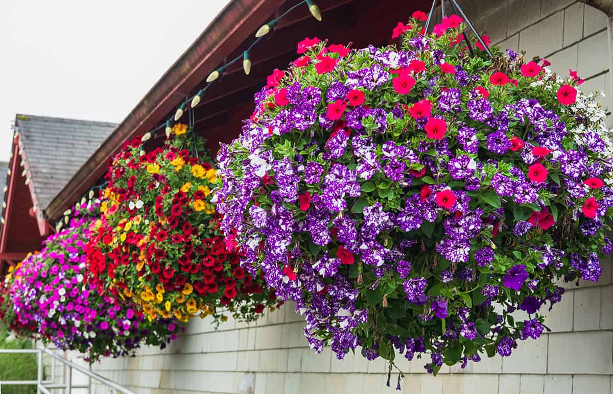 20 Outdoor Plants For Full Sun Pots That Beat The Heat