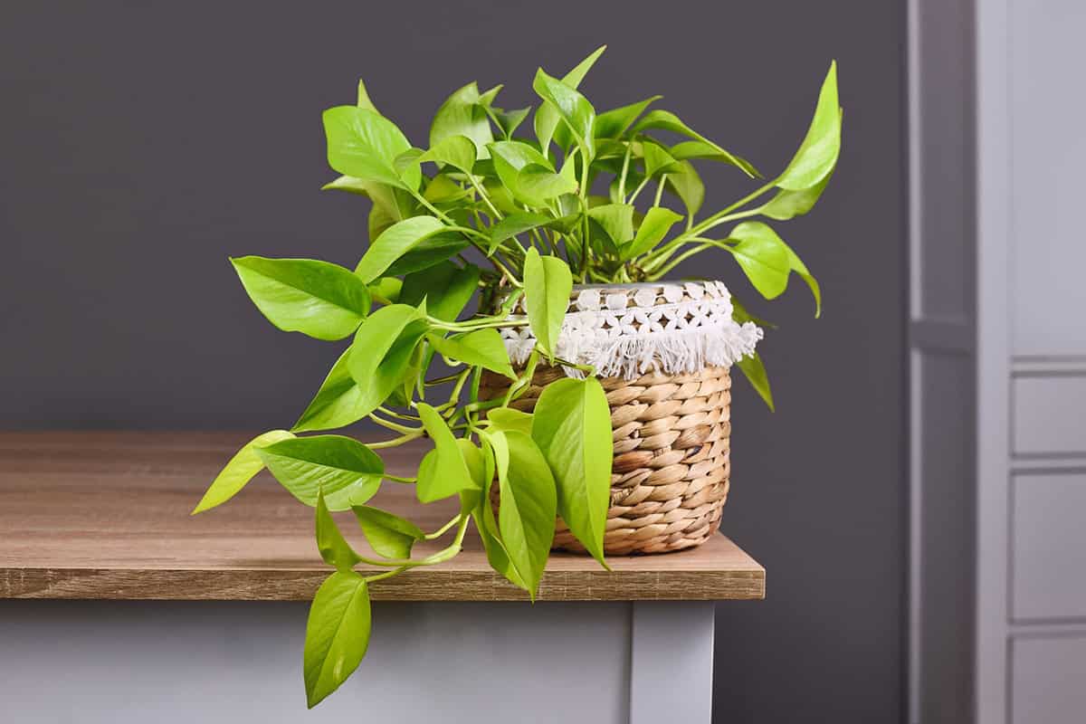 20 Best Plants for the Top of Cabinets