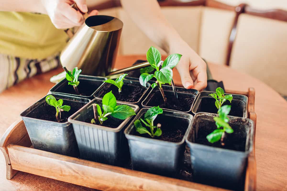 How to Fill Homes with Plants Without Breaking the Bank
