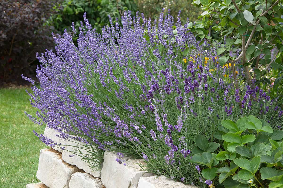 25 Medicinal Herbs You Should Grow in Your Garden